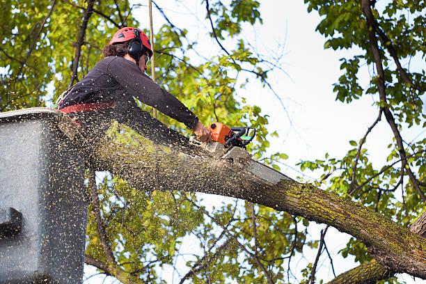 Best Lot and Land Clearing  in Delavan Lake, WI