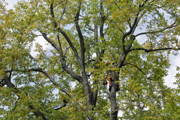 Best Storm Damage Tree Cleanup  in Delavan Lake, WI